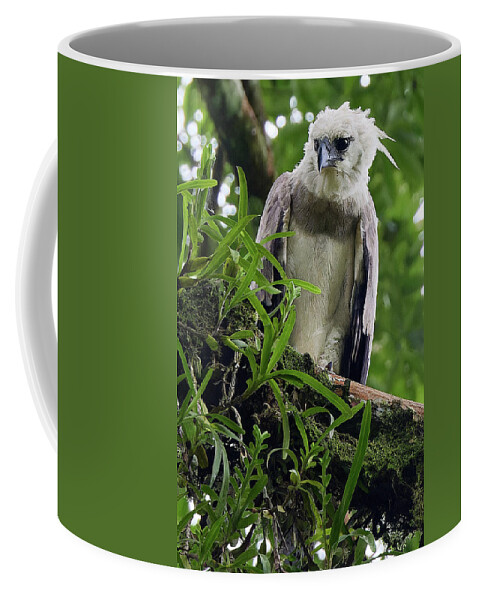 David Coffee Mug featuring the photograph Harpy Eagle 6 by David and Patricia Beebe