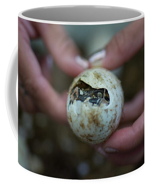 Hatchling Coffee Mug featuring the photograph Hatchling Alligator First Glimpse by Carolyn Hutchins