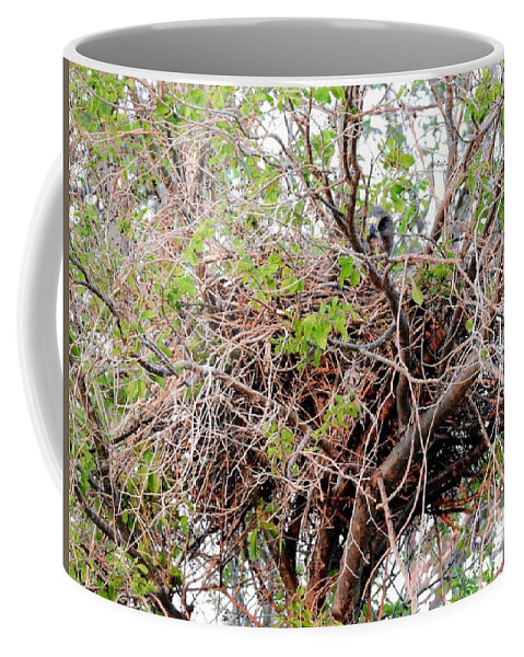 Hawk Coffee Mug featuring the photograph Hawk In Nest by Amanda R Wright