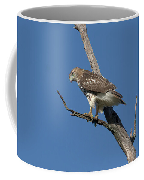 Bird Coffee Mug featuring the photograph Hawk on the hunt by Paul Ross