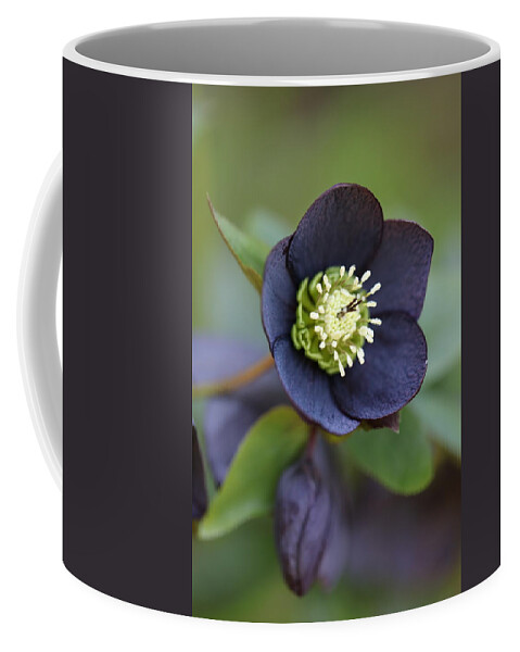 Helleborus Orientalis Coffee Mug featuring the photograph Hellebore by Tammy Pool