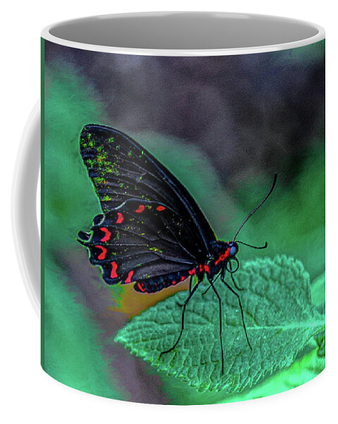 Butterfly Coffee Mug featuring the photograph Hello Blue Eyes by Kevin Lane