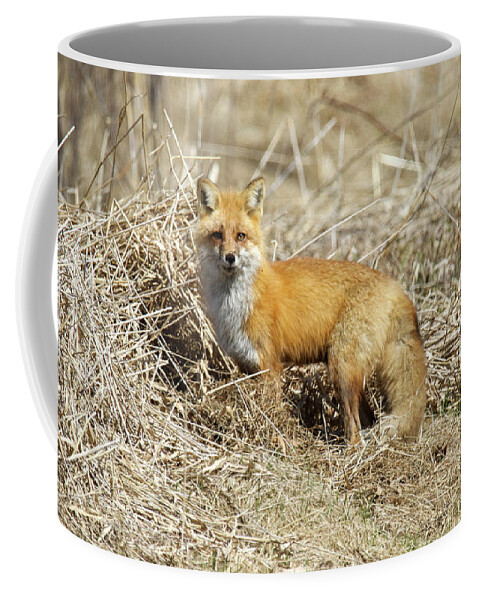 Red Fox Coffee Mug featuring the photograph Hello Foxy by Brook Burling
