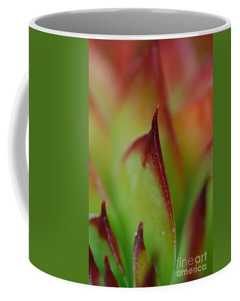 Hens And Chicks Coffee Mug featuring the photograph Hens And Chicks #9 by Stephanie Gambini