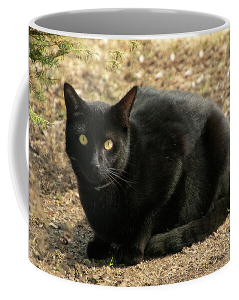 Cat Coffee Mug featuring the photograph Here Kitty by Cathy Kovarik