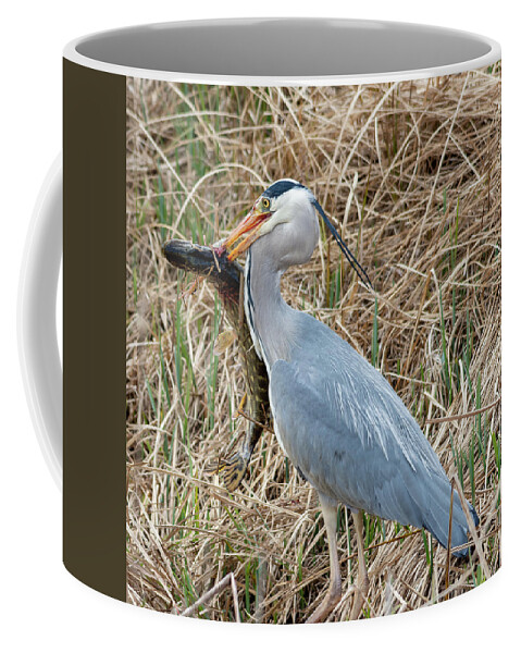 Heron Coffee Mug featuring the photograph Heron and pike by Steev Stamford