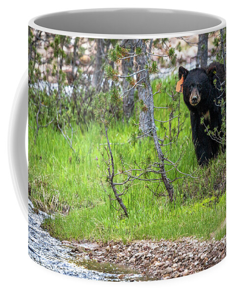  Coffee Mug featuring the photograph Hey Boo-Boo by Vincent Bonafede
