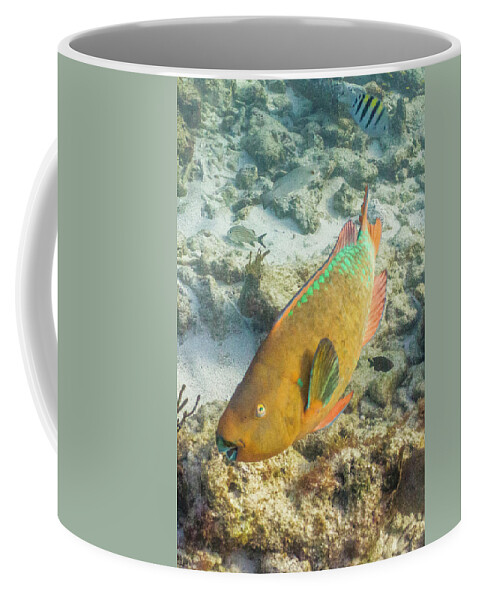 Animals Coffee Mug featuring the photograph Hi by Lynne Browne