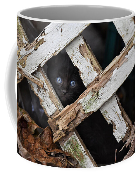 Cat Coffee Mug featuring the photograph Hidden by DArcy Evans