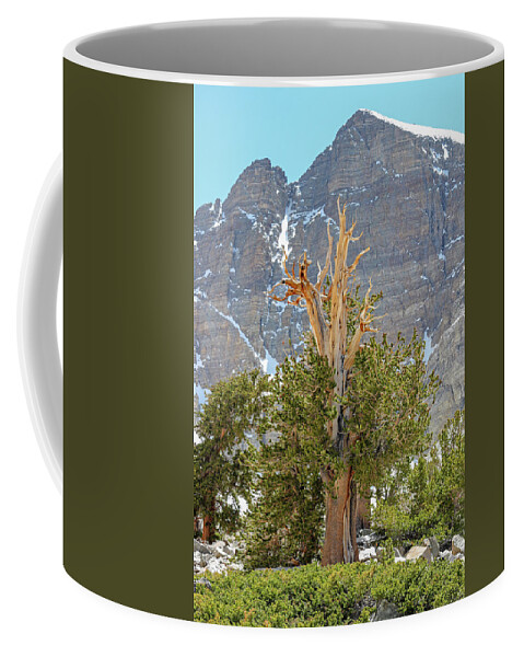 Nevada Coffee Mug featuring the photograph High Elevation Perseverance - Great Basin National Park by Brett Pelletier