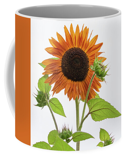 Sunflower Coffee Mug featuring the photograph High Key Sunflower by Mindy Musick King