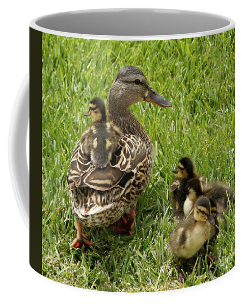 Duck Coffee Mug featuring the photograph Hitching a Ride by Michele Burgess