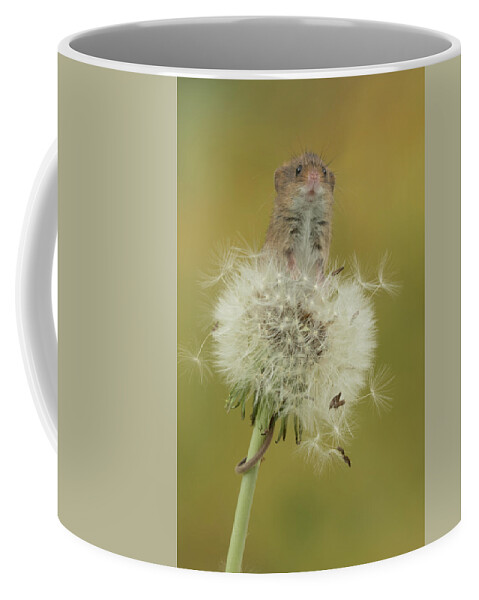 Harvest Coffee Mug featuring the photograph Hm-7450 by Miles Herbert