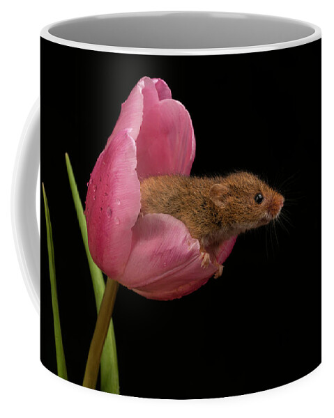 Harvest Coffee Mug featuring the photograph HM Tulip 02097 by Miles Herbert