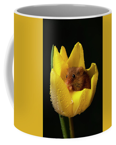 Harvest Coffee Mug featuring the photograph HM Tulip 02134 by Miles Herbert