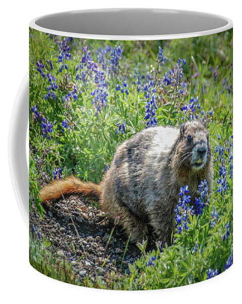 Hoary Marmot Coffee Mug featuring the photograph Hoary Marmot in Subalpine Lupine #3 by Nancy Gleason