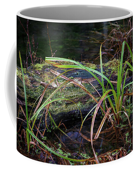Wet Land Coffee Mug featuring the photograph Hoh 325 by Mike Penney