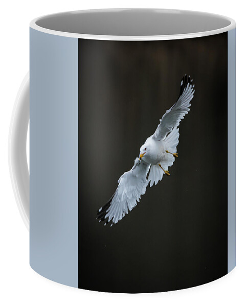 Lake Bloomington Coffee Mug featuring the photograph Holding a Pose by Ray Silva