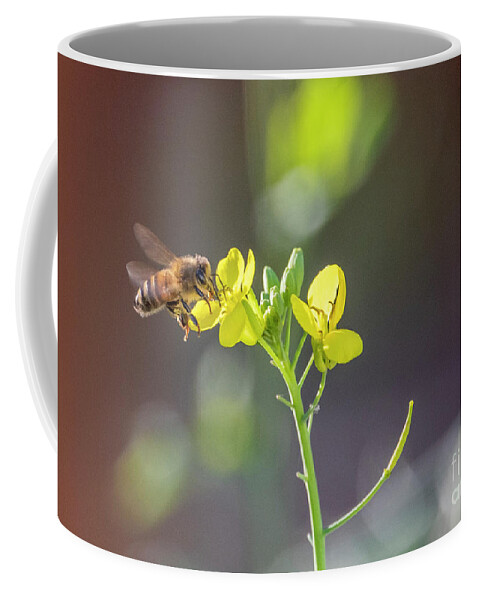 Honey Bee Coffee Mug featuring the photograph Honey Bee on a Winter Kale Flower by Sandra Rust