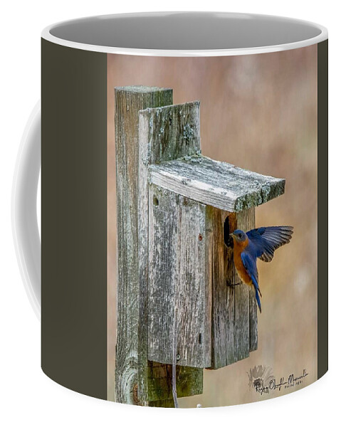 Bluebird Coffee Mug featuring the photograph Honey I'm Home by Regina Muscarella