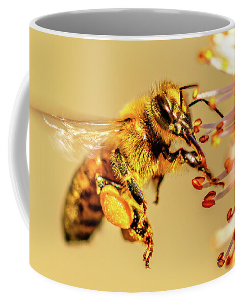 Bee Coffee Mug featuring the photograph Honeybee and Apricot Blossom by Rachel Morrison