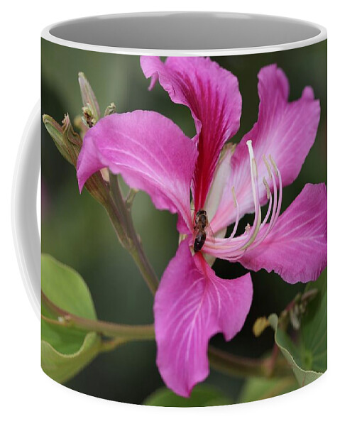 Hongkong Orchid Coffee Mug featuring the photograph Hongkong Orchid I by Mingming Jiang