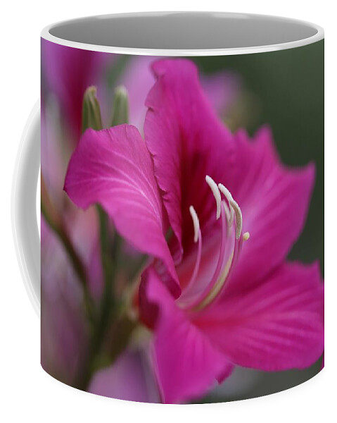 Hongkong Orchid Coffee Mug featuring the photograph Hongkong Orchid III by Mingming Jiang