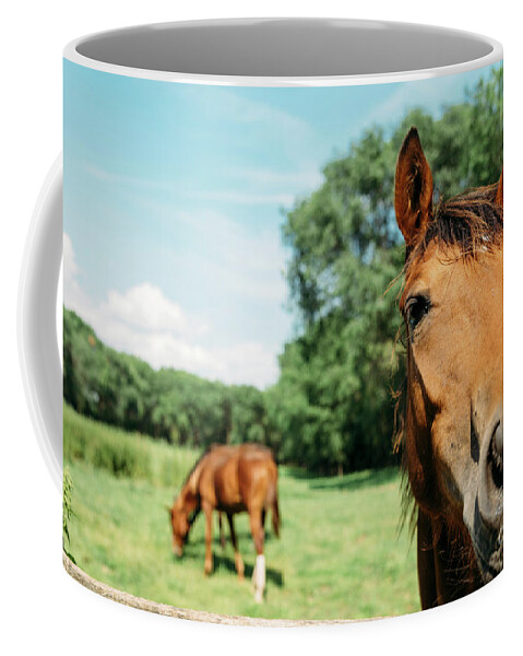 Horse Coffee Mug featuring the photograph Horses in field by Jelena Jovanovic