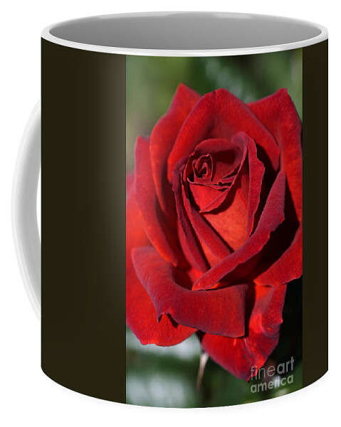 Bubbleblue Coffee Mug featuring the photograph Hot Chocolate Rose by Joy Watson