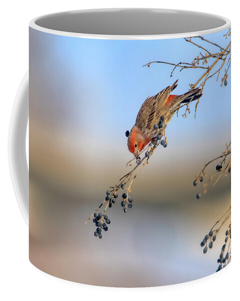 Bird Coffee Mug featuring the photograph House Finch Eating Berries by Ron Grafe