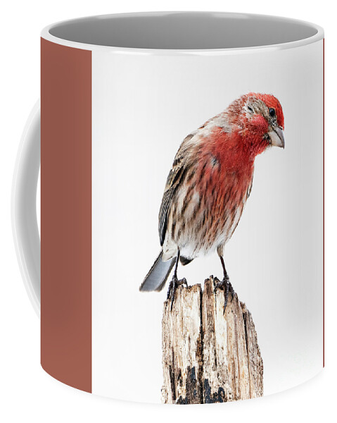House Finch Coffee Mug featuring the photograph House Finch- So Curioius by Sandra Rust