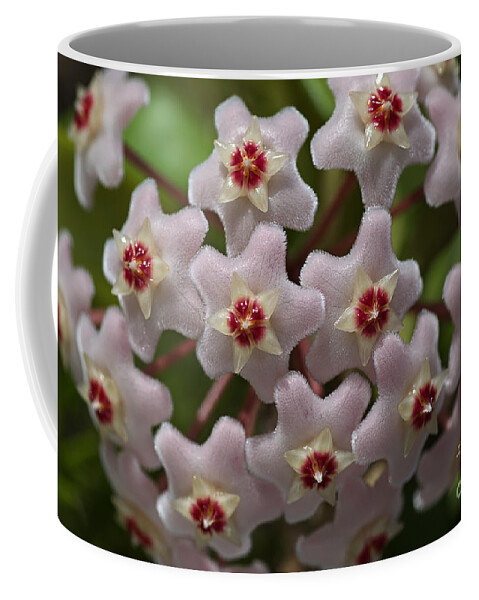 Joy Watson Coffee Mug featuring the photograph Hoya Waxflower by Joy Watson