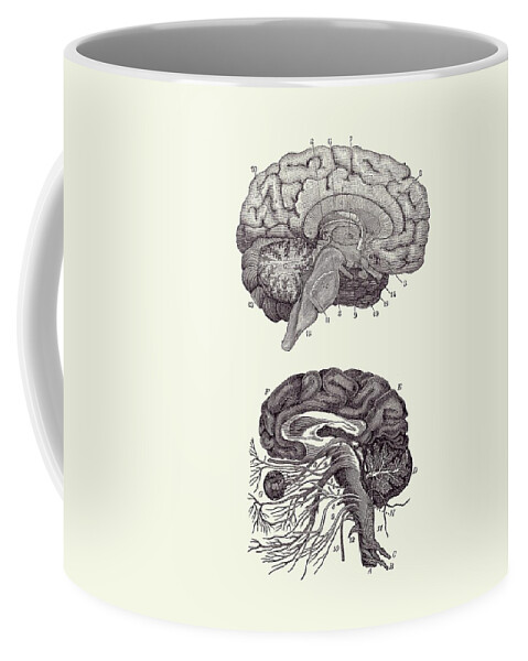 Brain Coffee Mug featuring the drawing Human Brain - Central Nervous System - Vintage Anatomy Print 2 by Vintage Anatomy Prints