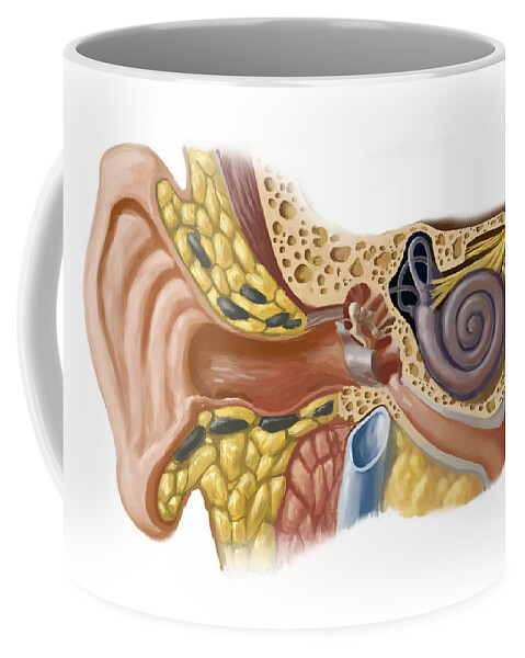 Anatomy Coffee Mug featuring the photograph Human Ear by Spencer Sutton