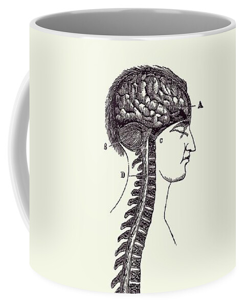 Spinal Cord Coffee Mug featuring the drawing Human Spinal Cord and Brain Diagram - Vintage Anatomy 2 by Vintage Anatomy Prints