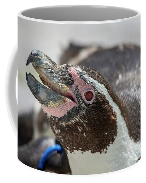 Humboldt Penguin Coffee Mug featuring the photograph Humboldt Penguin portrait by Gareth Parkes
