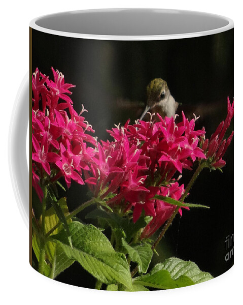 5 Star Coffee Mug featuring the photograph Hummers on Deck- 2-03 by Christopher Plummer