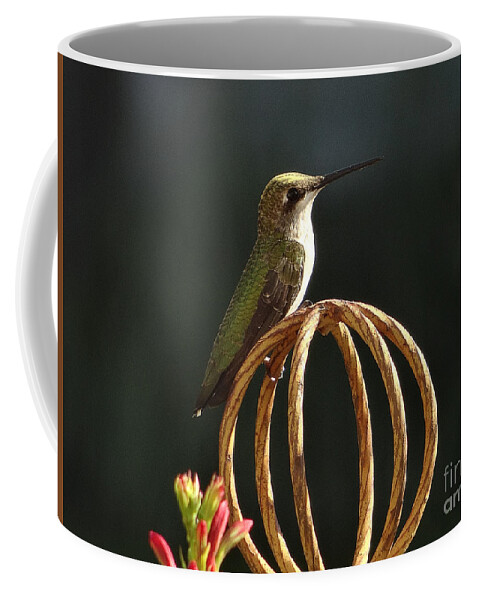 5 Star Coffee Mug featuring the photograph Hummers on Deck- 2-04 by Christopher Plummer