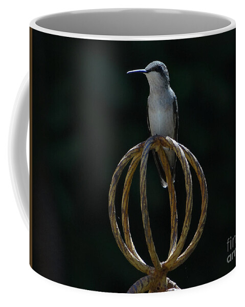 5 Star Coffee Mug featuring the photograph Hummers on Deck- 2-05 by Christopher Plummer