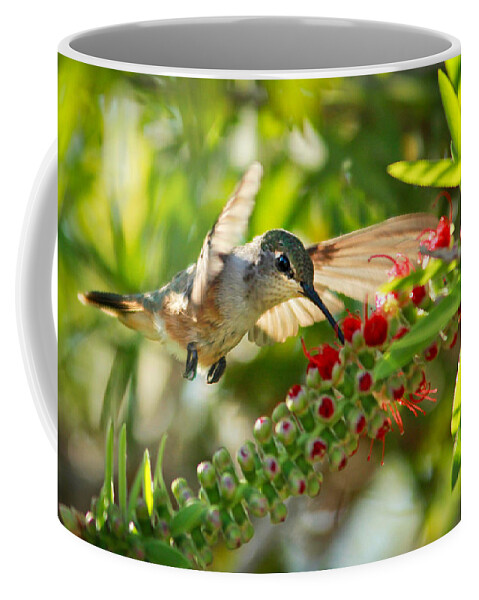 Humming Bird Coffee Mug featuring the photograph Humming Bird in Tree by Montez Kerr