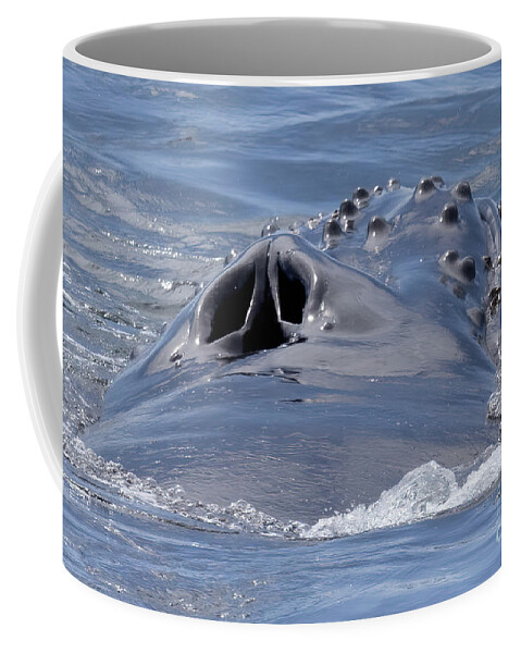  Coffee Mug featuring the photograph Humpback Blowhole by Loriannah Hespe