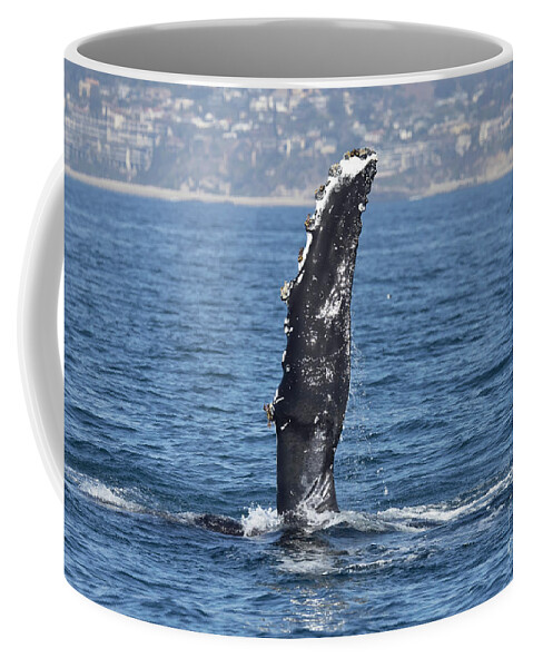 Humpback Whale Coffee Mug featuring the photograph Humpback Whale Pectoral Fin by Loriannah Hespe
