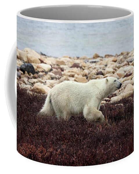 Churchill Coffee Mug featuring the photograph Hungry Bear 10 by David and Patricia Beebe