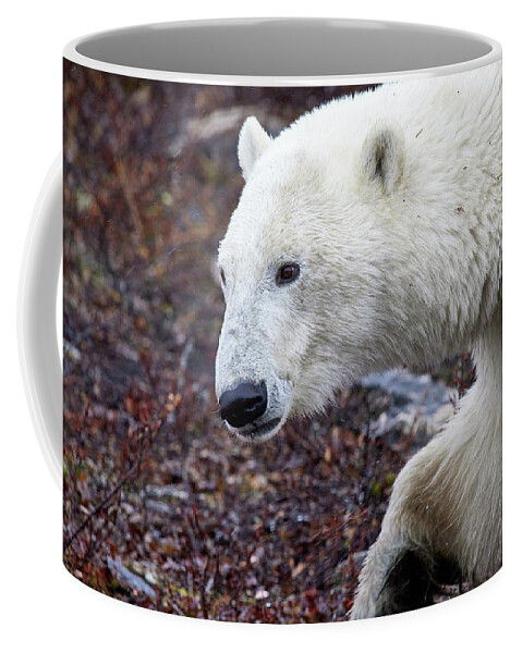 Churchill Coffee Mug featuring the photograph Hungry Bear 12 by David and Patricia Beebe