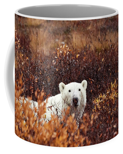 Churchill Coffee Mug featuring the photograph Hungry Bear 1b by David and Patricia Beebe
