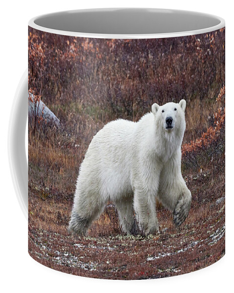 Churchill Coffee Mug featuring the photograph Hungry Bear 3 by David and Patricia Beebe