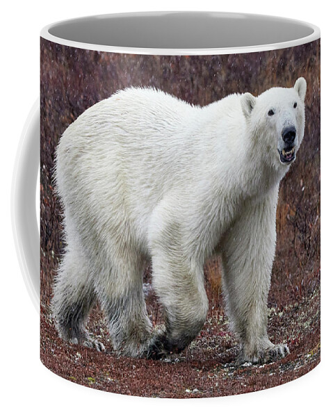 Churchill Coffee Mug featuring the photograph Hungry Bear 5 by David and Patricia Beebe