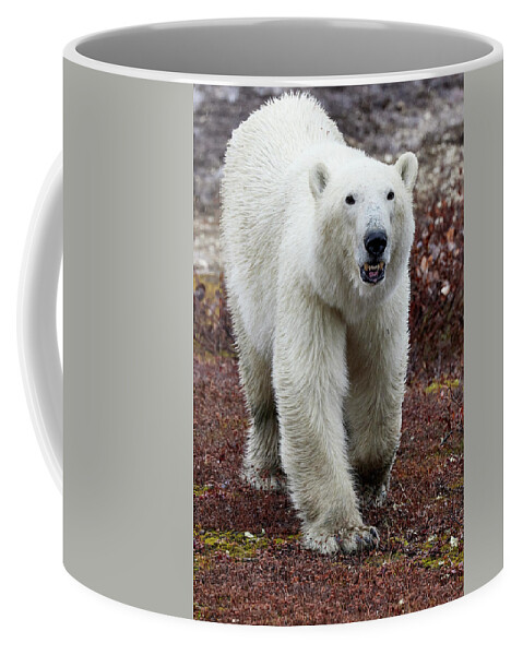 Churchill Coffee Mug featuring the photograph Hungry Bear 6 by David and Patricia Beebe