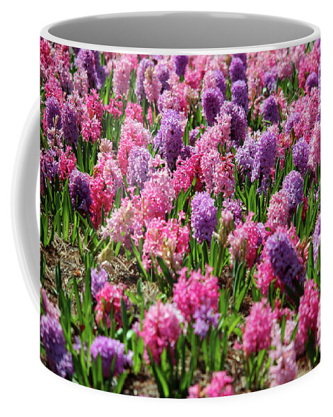 Hyacinth Coffee Mug featuring the photograph Hyacinth Colorful Flowerbed by Cynthia Guinn