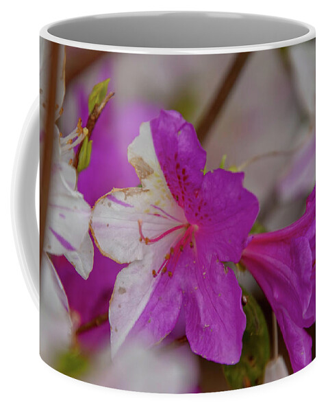 Flower Coffee Mug featuring the photograph Hybrid Azalea by Matt Sexton